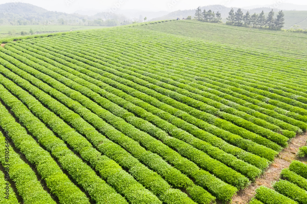 tea plantation landscape