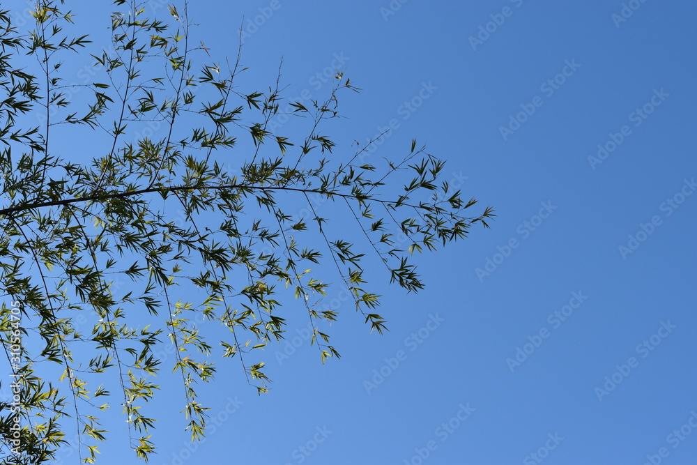 Obraz premium branches of bamboo under blue sky