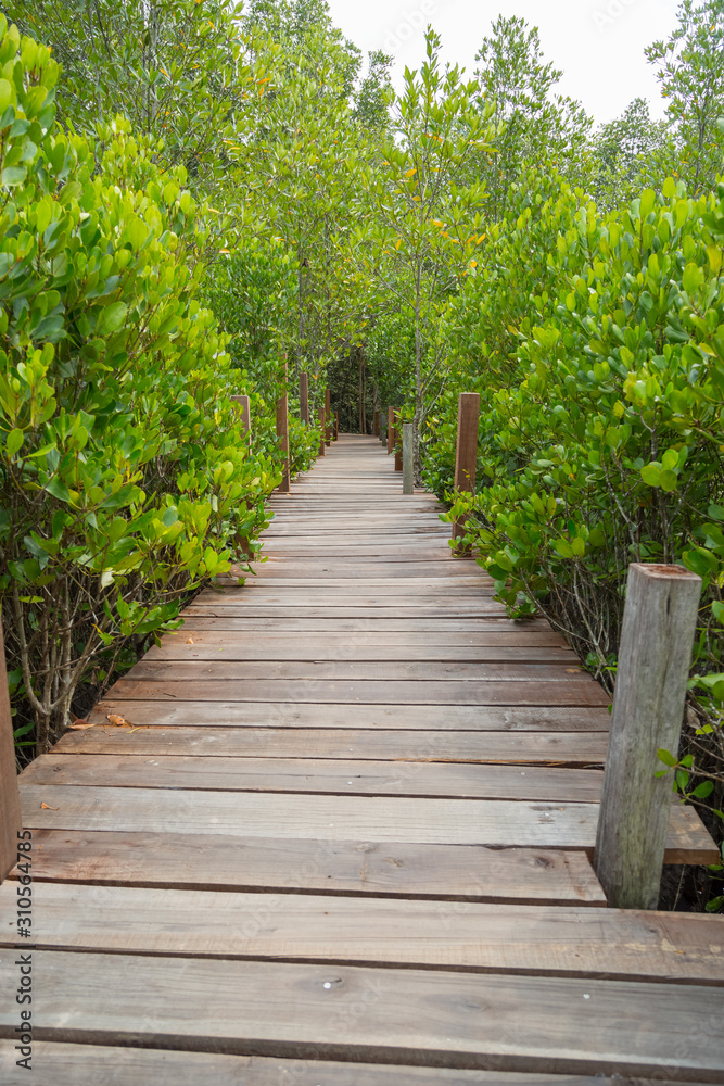 Wooden walkway  bridge to nature for relaxing in tropical forest in Thailand