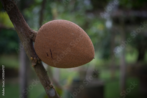 Mamey sapote photo