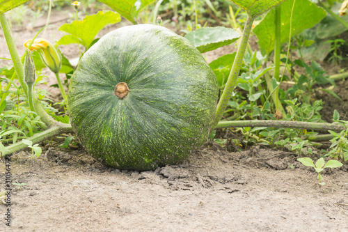 Pumpkin