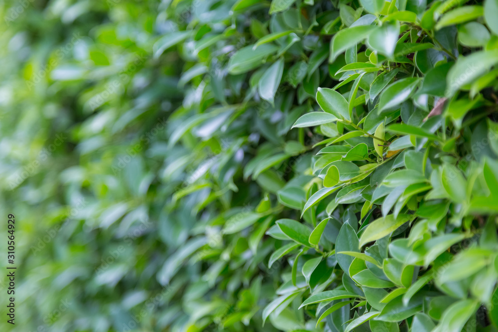 Green Leaves nature background Green Leaves nature background