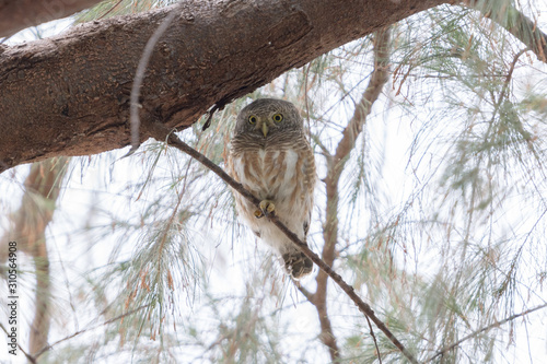 Asian Barred Owlet (Glaucidium cuculoides) perching on a branch in a beach forest. Copy space wallpaper.