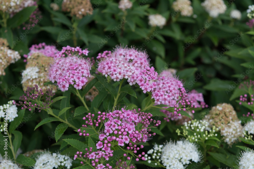 Beautiful white and pink flowers in the garden Beautiful white and pink flowers in the garden