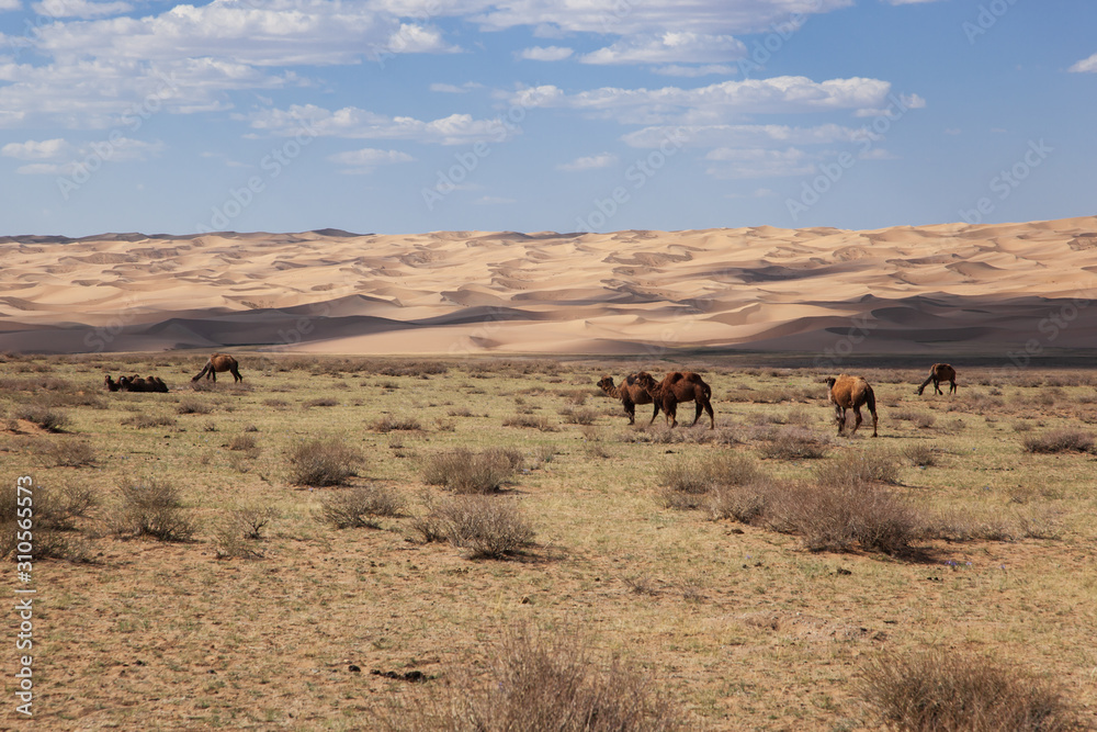 Camels Camelus bactrianus in mongolian steppe Camels Camelus bactrianus in mongolian steppe