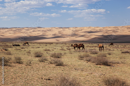 Camels Camelus bactrianus in mongolian steppe