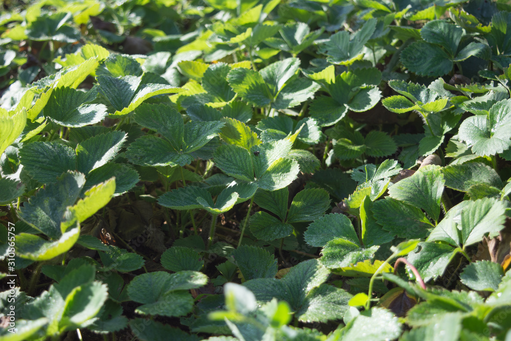 Strawberry green leaves. Strawberry farm. Strawberry bushes Strawberry green leaves. Strawberry farm. Strawberry bushes