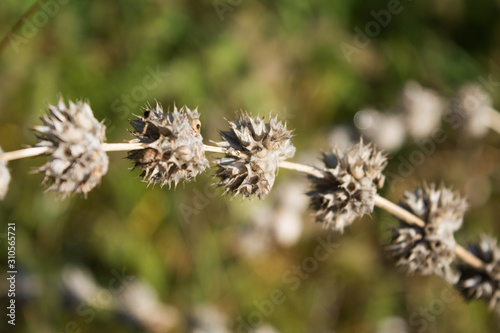 Dry prickle. Steppe thorn. Dry plant in the autumn. Macro plant. Dry herb.
