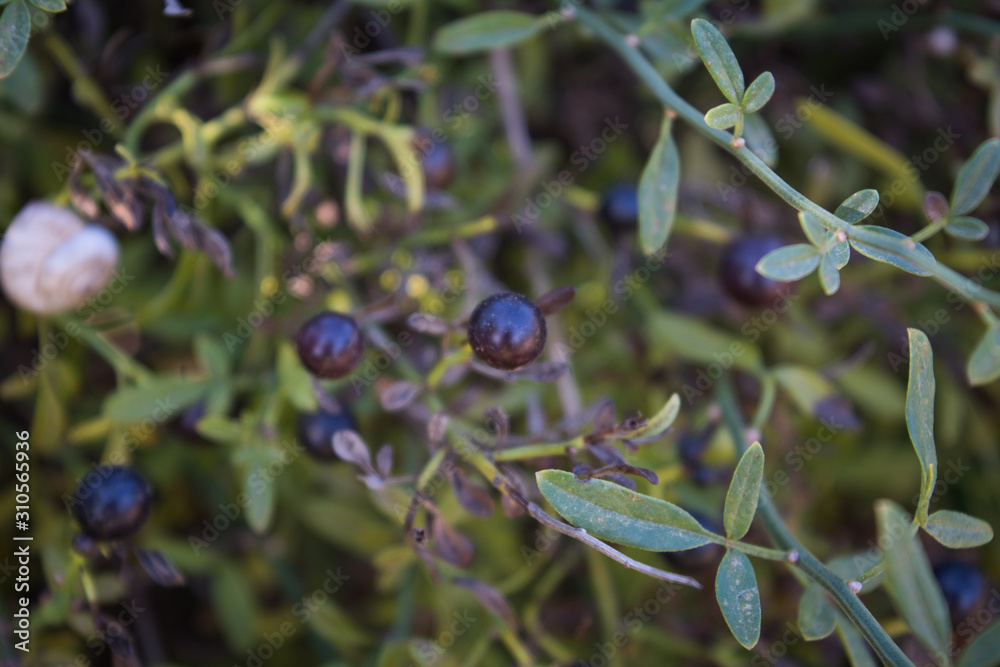 Autumn. Bushes with black berries Autumn. Bushes with black berries