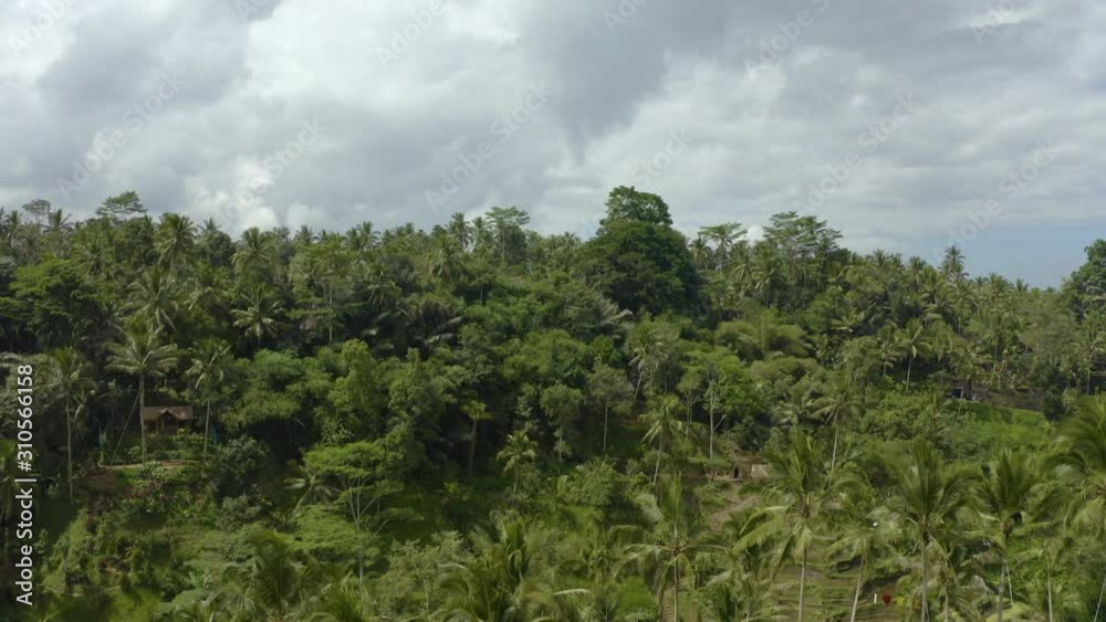 Forwarding drone between two palm trees in Tegalalang Rice Terrace. Exotic Jungle in middle of Ubud Bali Indonesia. Bali tourist attraction Rice agricultural field with exotic nature. Forwarding drone between two palm trees in Tegalalang Rice Terrace. Exotic Jungle in middle of Ubud Bali Indonesia. Bali tourist attraction Rice agricultural field with exotic nature.