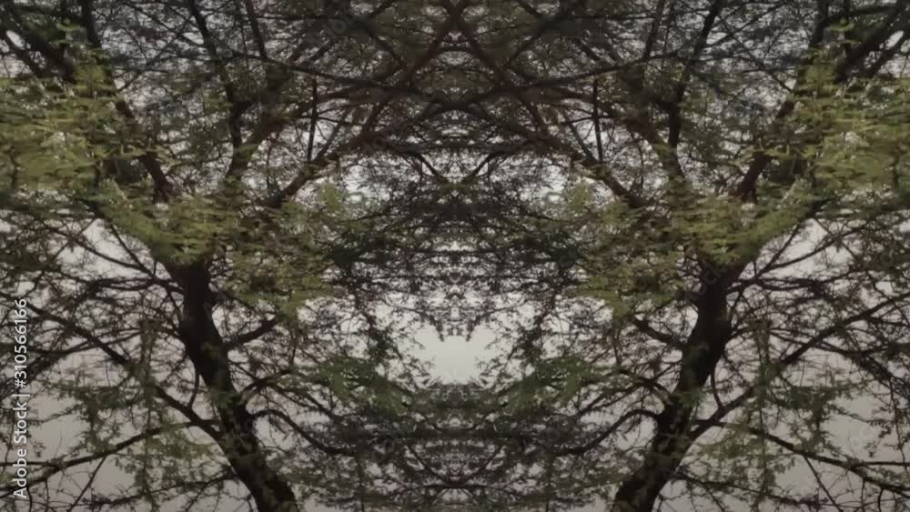 Wide Panning Shot Of Autumn / Fall Trees In Slow Motion Symmetric Abstract Meditation Background Green 1080p Wide Panning Shot Of Autumn / Fall Trees In Slow Motion Symmetric Abstract Meditation Background Green 1080p