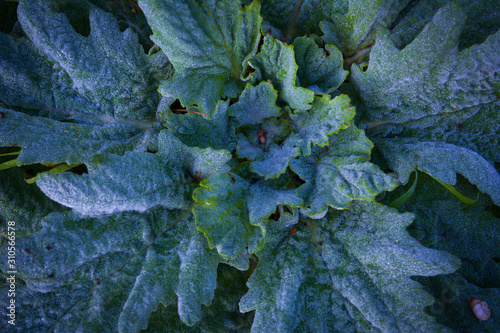 Beautiful plant with big leaves. Green plant background.