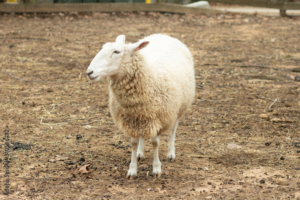 Obraz premium White Sheep