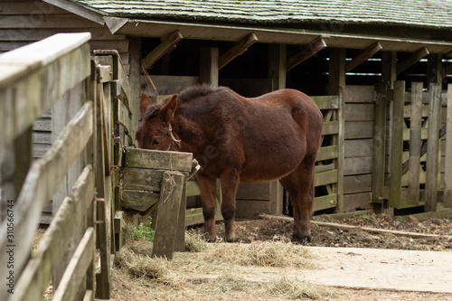 Donkey in the Barn Yard © Stan Reese