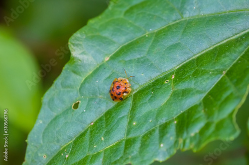 beautiful ladybug in nature