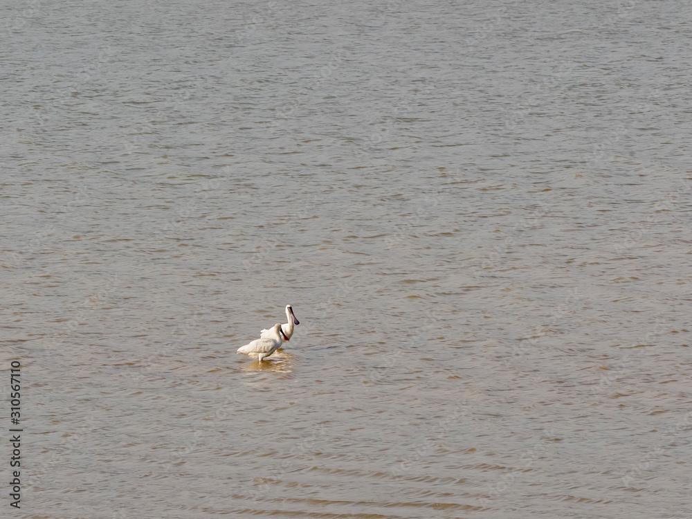 Two Black faced spoonbill standing in the sea Two Black faced spoonbill standing in the sea