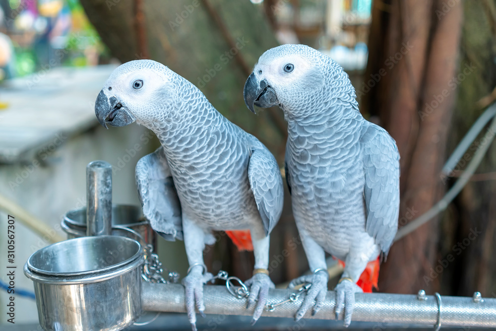 Obraz premium Portrait African grey parrot on a branch. This is a bird that is domesticated and raised in the home as a friend