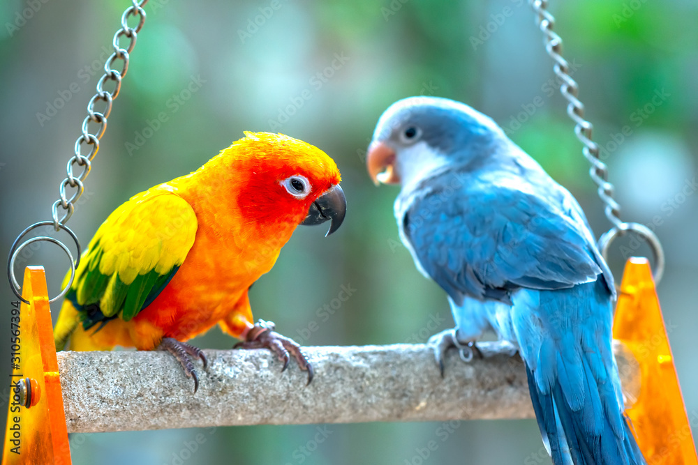 Obraz premium Lovebird parrots sitting together. This birds lives in the forest and is domesticated to domestic animals