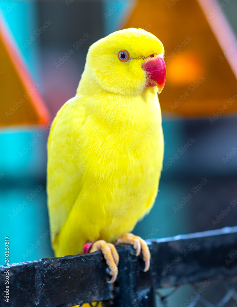 Obraz premium Portrait of Yellow Indian Ringneck Parakeet in the reserve. This is a bird that is domesticated and raised in the home as a friend