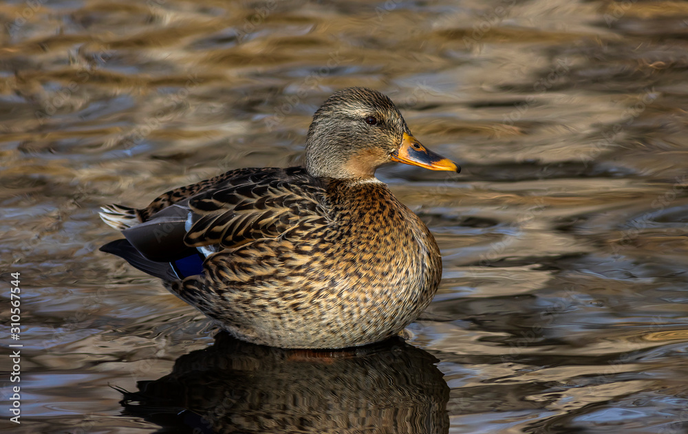 Mallard female hanging out in a calm river