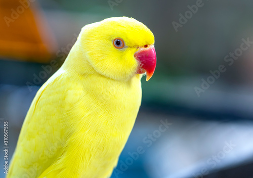 Portrait of Yellow Indian Ringneck Parakeet in the reserve. This is a bird that is domesticated and raised in the home as a friend