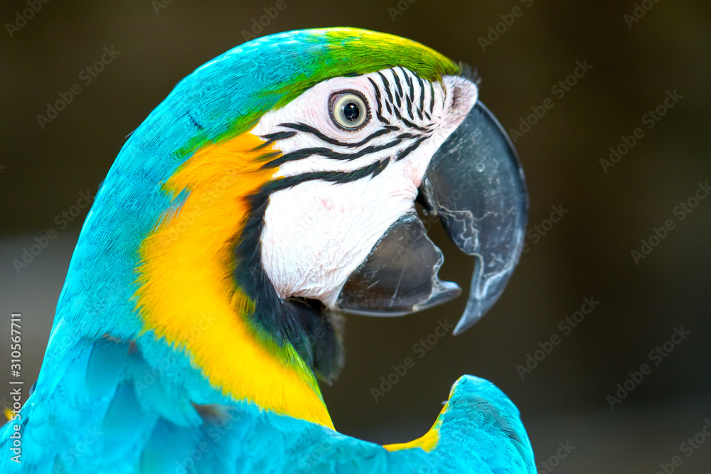 Portrait colorful Macaw parrot on a branch. This is a bird that is domesticated and raised in the home as a friend