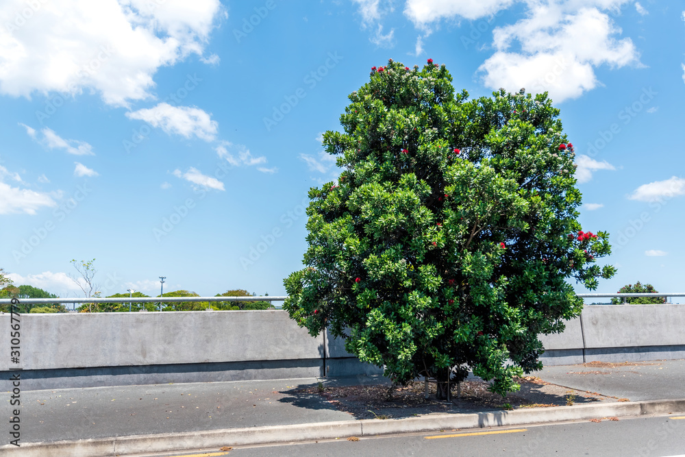 View of tree on road side