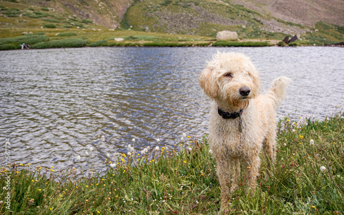 Colorado Traildog at Silver Dollar Lake #1 photo