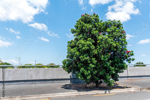 View of tree on road side
