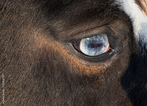 horse's blue eye