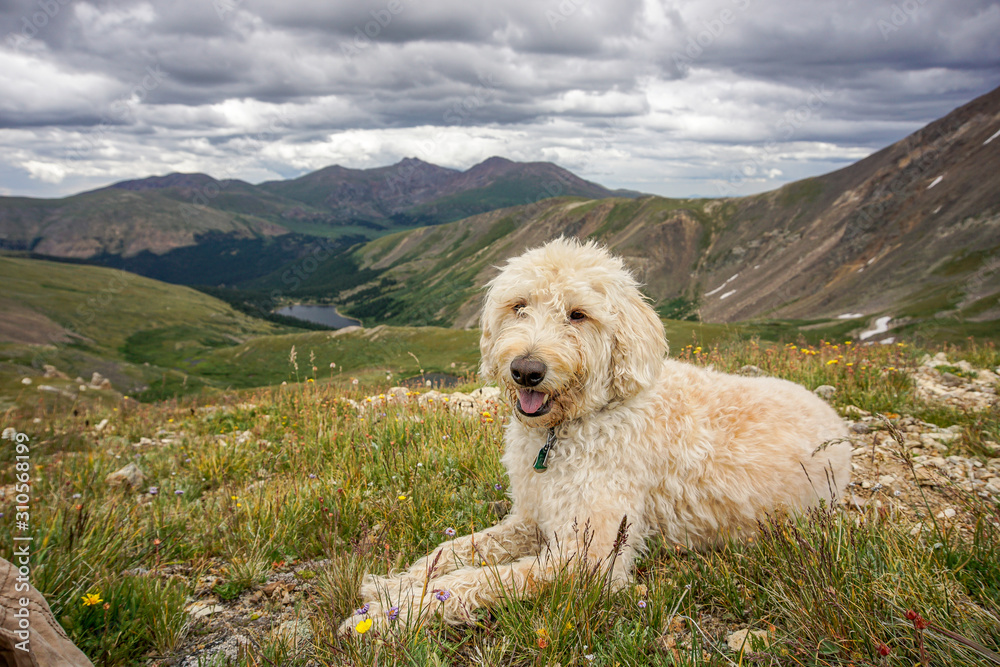 Colorado Traildog at Silver Dollar Lake #5
