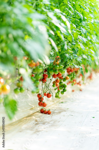 Fresh delicious tomato in Japan's countryside.