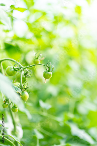 Fresh delicious tomato in Japan's countryside.