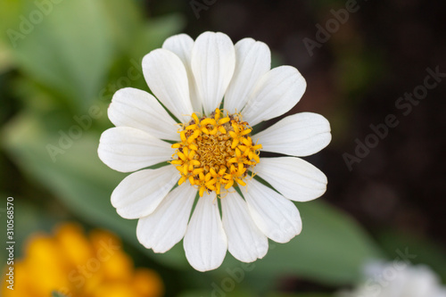 Beautiful white zinnia flower bloom  in the garden on blur nature background.