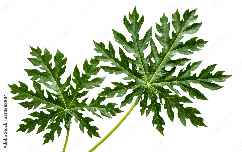 Carica papaya leaves(Papaya, Pawpaw, Tree melon) isolated on white background,with clipping path. Carica papaya leaves(Papaya, Pawpaw, Tree melon) isolated on white background,with clipping path.