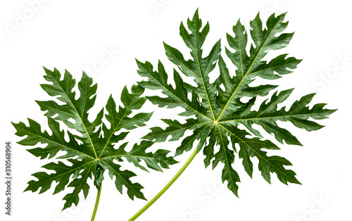 Carica papaya leaves(Papaya, Pawpaw, Tree melon) isolated on white background,with clipping path.