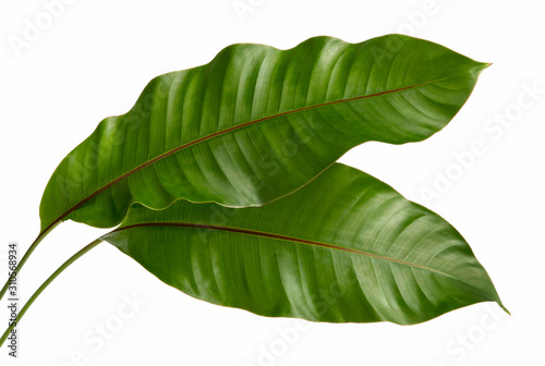 Philodendron leaf tropical isolated on white background. 