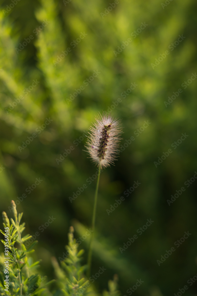 Small cat-tail, isolated, close-up Small cat-tail, isolated, close-up