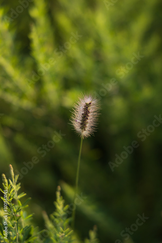 Small cat-tail, isolated, close-up