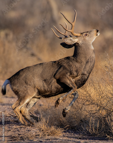 Mule Deer Buck photo