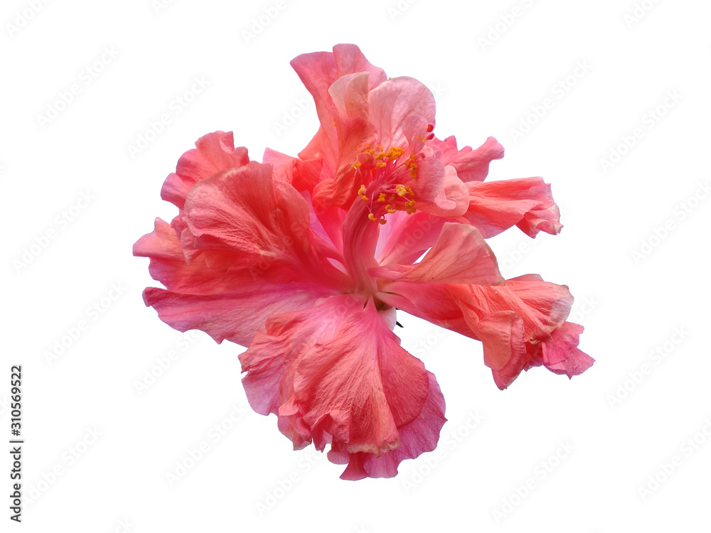 Pink flower for flower frame or other decoration. Hibiscus Cultivation flower isolated on white background. Pink flower for flower frame or other decoration. Hibiscus Cultivation flower isolated on white background.