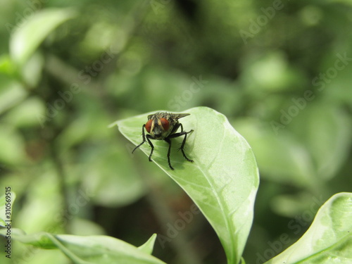 Close up macro view of tropical continental flies or lalat perched on the green dewy leaves foliage in blurry background in the morning. Selective focus. Black Fly insect Diptera Oestroidea blow flesh