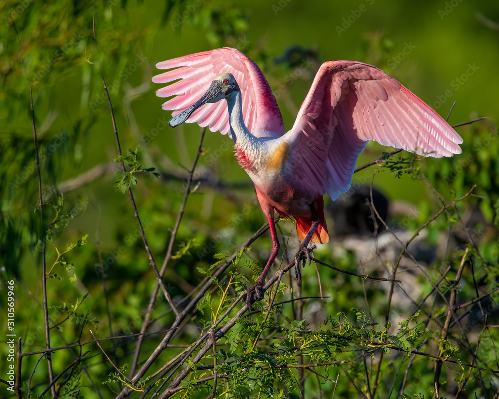 Naklejka premium Roseate Spoonbill in flight