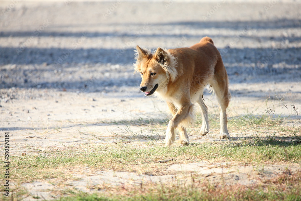 dog on the beach dog on the beach