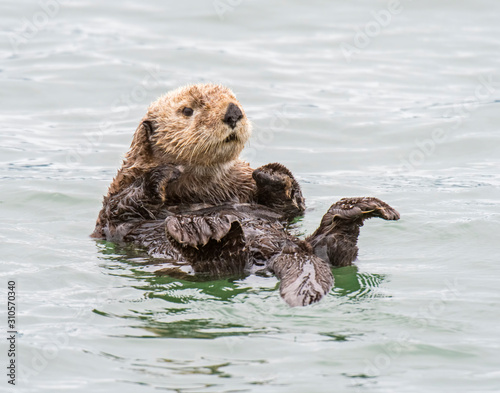 Sea Otter in Alaska near Valdez © David McGowen