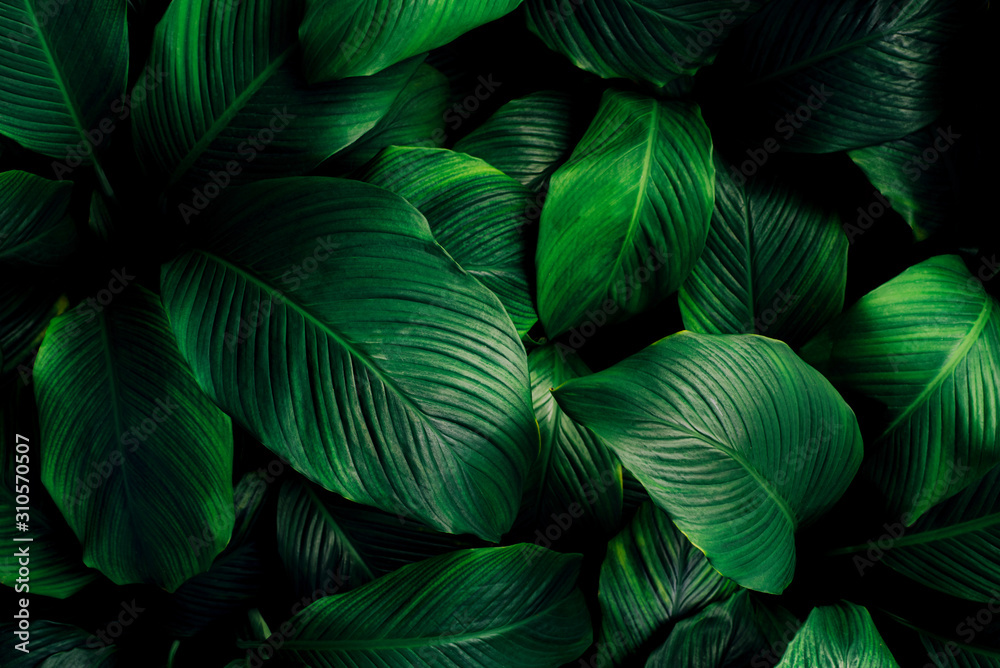 Fototapeta liście Spathiphyllum cannifolium, streszczenie tekstura zielony, tło przyrody, tropikalny liść