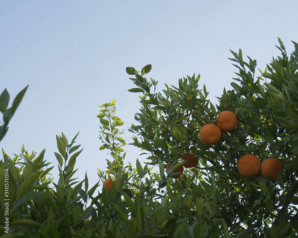 Citrus trees on beautiful hot summer day on Cyprus Citrus trees on beautiful hot summer day on Cyprus