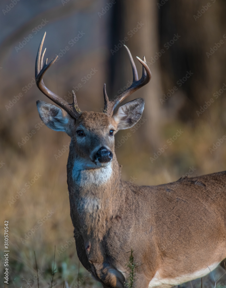 Naklejka premium White tailed Deer