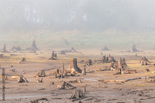 Tree Stumps photo