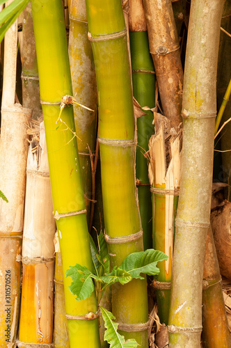 Bamboo Closeup